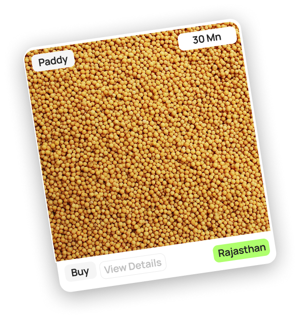 Coriander